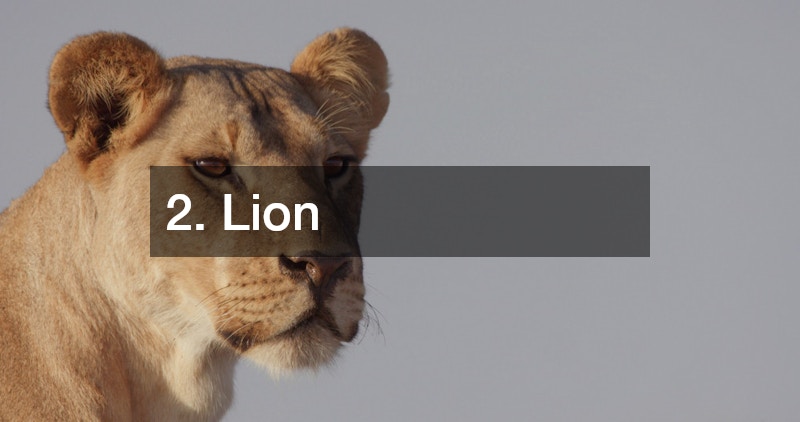 a lion
