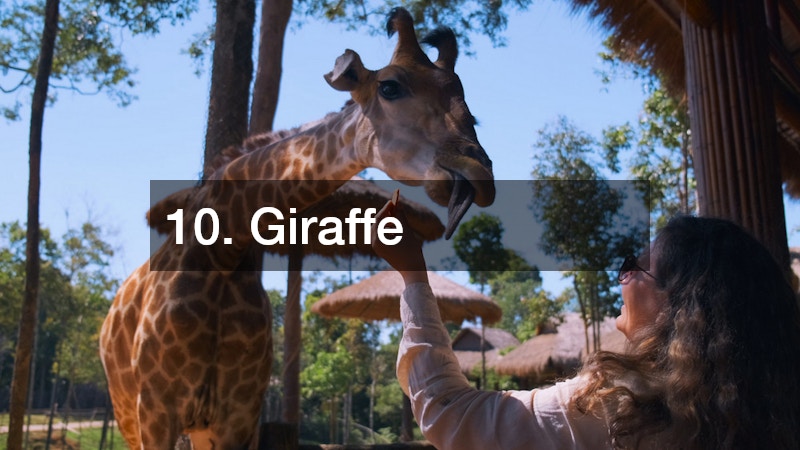feeding a giraffe